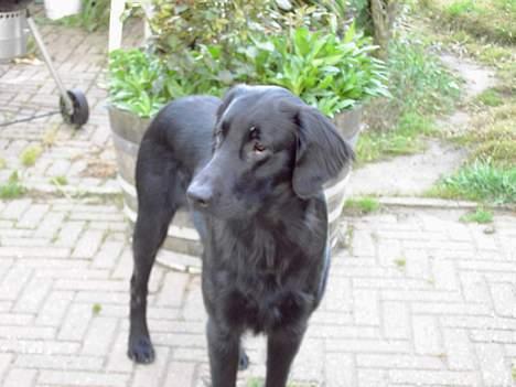 Flat coated retriever marko - hvad skal jeg nu finde på  billede 4