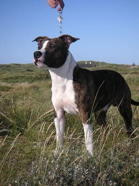 Amerikansk staffordshire terrier Cæsar - Ser jeg godt nok ud nu mor??? billede 16