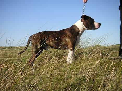Amerikansk staffordshire terrier Cæsar billede 17