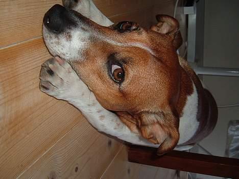 Dansk svensk gaardhund Buster billede 12