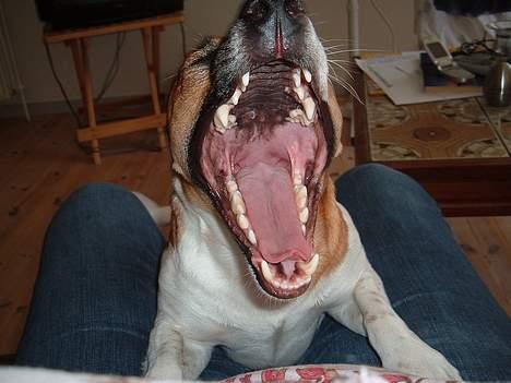 Dansk svensk gaardhund Buster - ser jeg ikke stor og farlig ud nu?? billede 13