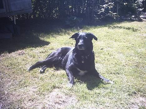 Blanding af racer Juvel 6/3-98 - †14/6-10† billede 1