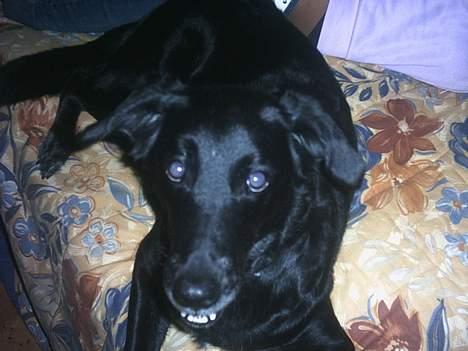 Blanding af racer Juvel 6/3-98 - †14/6-10† billede 2