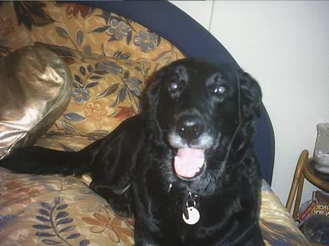 Blanding af racer Juvel 6/3-98 - †14/6-10† billede 3