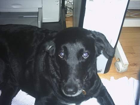 Blanding af racer Juvel 6/3-98 - †14/6-10† billede 4