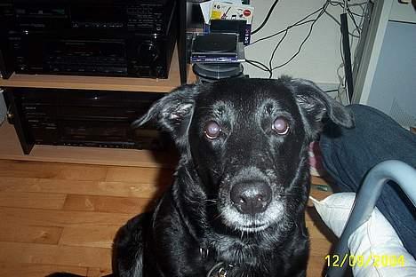 Blanding af racer Juvel 6/3-98 - †14/6-10† billede 5