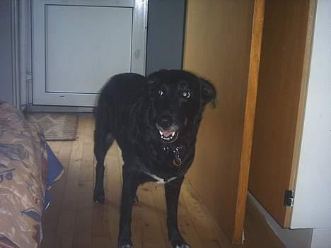 Blanding af racer Juvel 6/3-98 - †14/6-10† billede 6