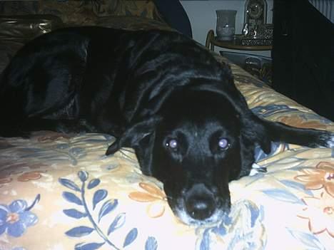 Blanding af racer Juvel 6/3-98 - †14/6-10† billede 7