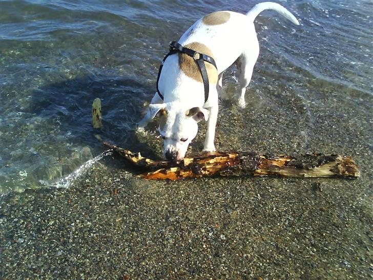 Amerikansk staffordshire terrier chika fik fred 23-03/10 billede 13