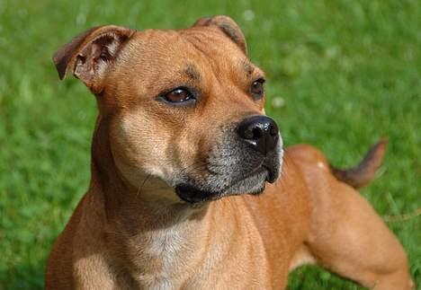 Staffordshire bull terrier Bailey billede 13