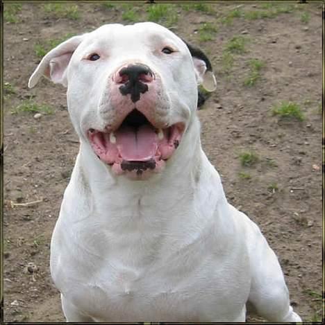 Blanding af racer Ice (Memory R.I.P.) billede 8