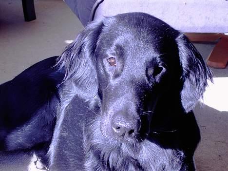 Flat coated retriever marko - hvor mange billeder vil du have indnu billede 5