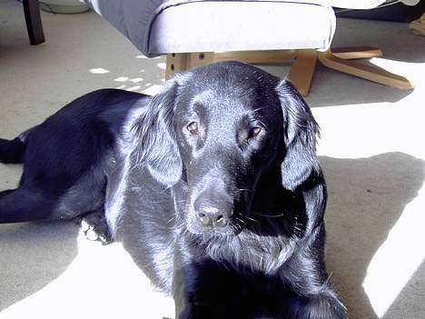 Flat coated retriever marko - aaa solen varmer så dejligt billede 6