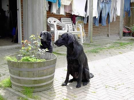 Flat coated retriever marko - Marko ser på Zita og tænker sikkert. Er hun ikke smuk billede 7