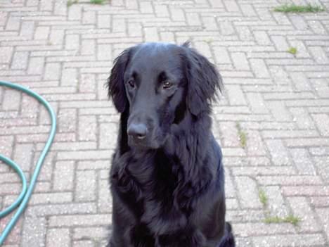 Flat coated retriever marko - Markos store kælighed ( Zita)  billede 8