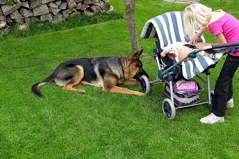 Schæferhund RICO - Rico 5 måneder :) billede 9