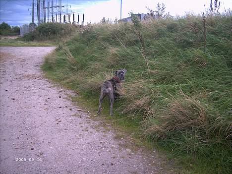 Blanding af racer Hoochie - var der nogen der kaldte?? billede 5