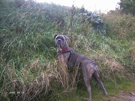 Blanding af racer Hoochie - er lige her  hej billede 6