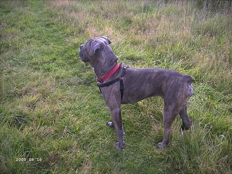 Blanding af racer Hoochie - er der nogen????? billede 7