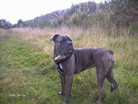 Blanding af racer Hoochie - nogen der måske?? billede 8