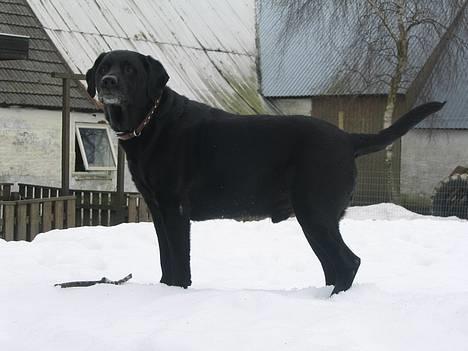 Blanding af racer Buller - smukke buller i sne <3 billede 8