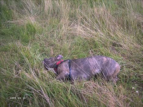 Blanding af racer Hoochie - elsker at rulle sig i græsset billede 9
