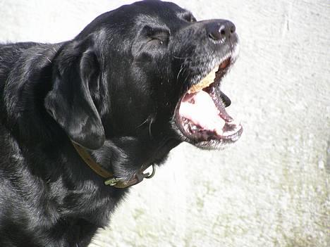 Blanding af racer Buller - Buller spiser brød xD billede 9