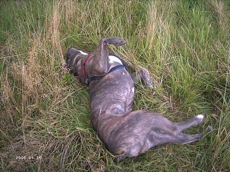 Blanding af racer Hoochie - så ruller hun lige lidt mere billede 10