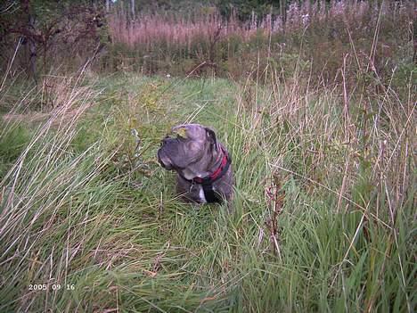 Blanding af racer Hoochie - nu er jeg væk i kan ikke se mig vel? billede 11