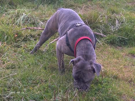 Blanding af racer Hoochie - ups der er lige noget der skal undersøges billede 12