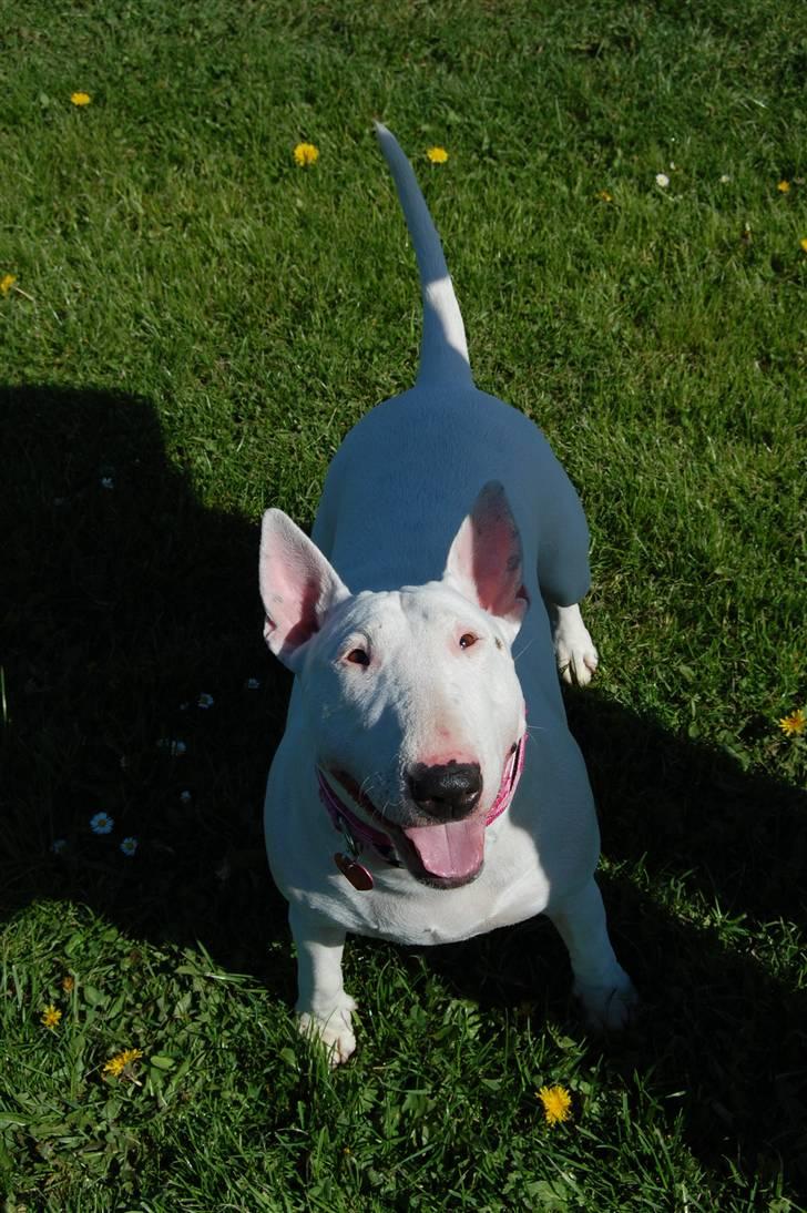 Bullterrier Diva *Himmelhund* billede 4