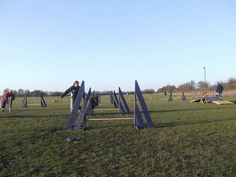 Blanding af racer Zeus  - NYT 10 April 3 gang til agility billede 19
