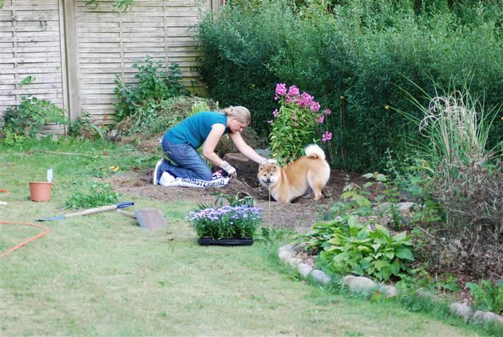 Shiba Nikko ¤Himmelhund¤ - Jeg "hjælper" mor i haven... billede 14