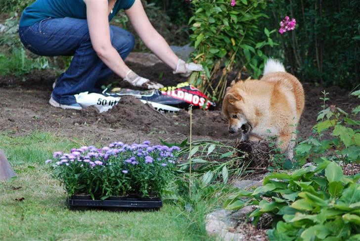 Shiba Nikko ¤Himmelhund¤ - Den skal altså ikke plantes der mor!! billede 15