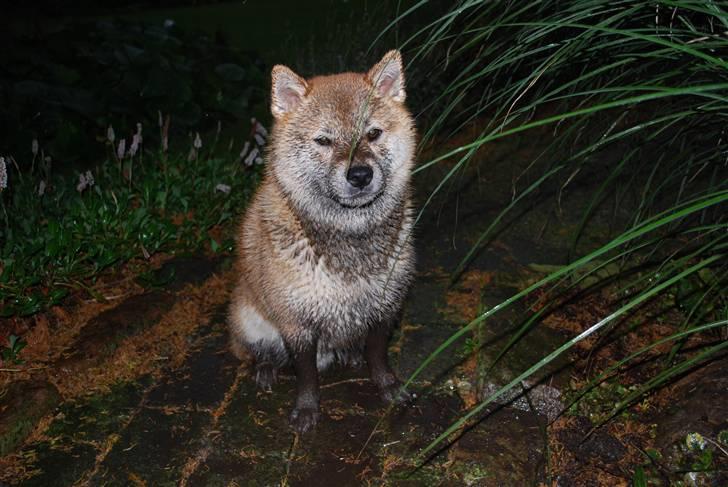 Shiba Nikko ¤Himmelhund¤ - hmmm hvor må jeg så plante blomster henne ??? billede 18