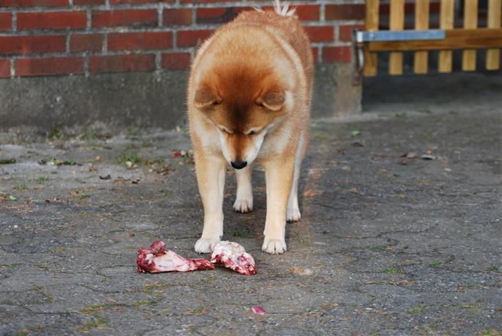 Shiba Nikko ¤Himmelhund¤ - Er det virkelig til mig.... uhmmm billede 19