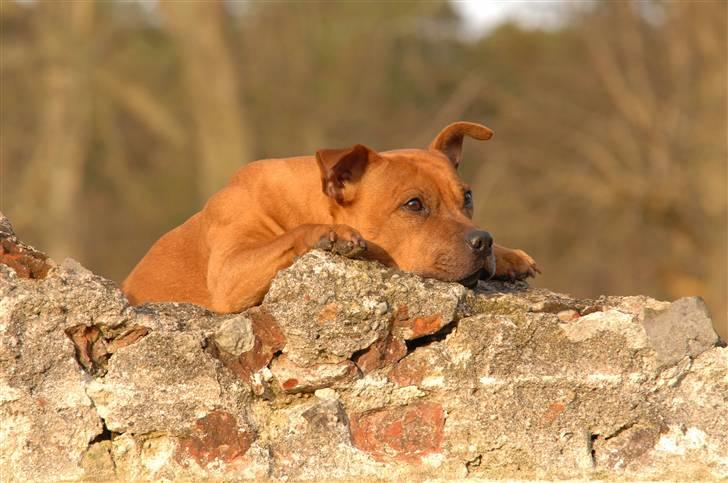 Staffordshire bull terrier "Honey" R.I.P - *NYT* Februar 2008 billede 2