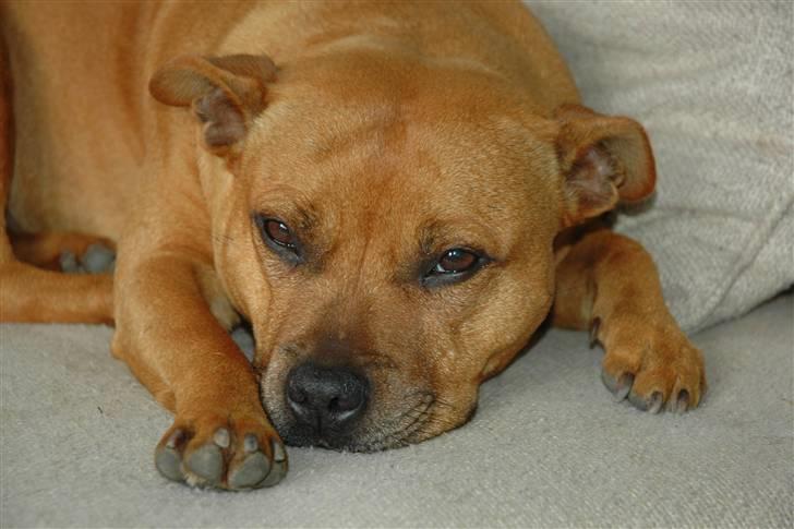 Staffordshire bull terrier "Honey" R.I.P - *NYT* Februar 2008 billede 3