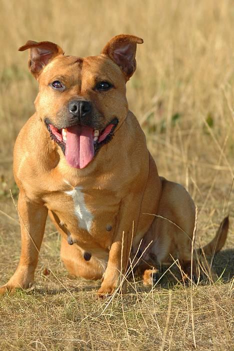 Staffordshire bull terrier "Honey" R.I.P - *nyt 25juli*  billede 4