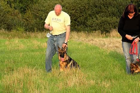Schæferhund RICO - mig og Rico på trænings banen :) billede 11