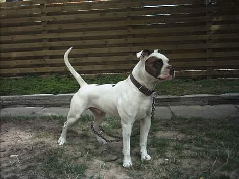 Amerikansk bulldog Tyson "Tiger".  CC  OMBRA billede 1