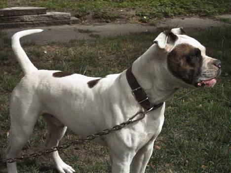 Amerikansk bulldog Tyson "Tiger".  CC  OMBRA billede 2