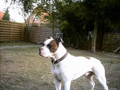 Amerikansk bulldog Tyson "Tiger".  CC  OMBRA billede 3