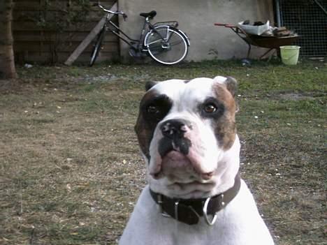 Amerikansk bulldog Tyson "Tiger".  CC  OMBRA billede 4