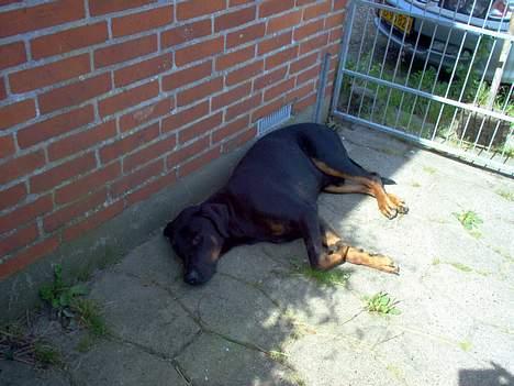 Dobermann Max - Ligger lige og daser... billede 12