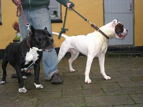 Amerikansk bulldog Tyson "Tiger".  CC  OMBRA billede 5