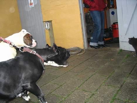 Amerikansk bulldog Tyson "Tiger".  CC  OMBRA billede 6