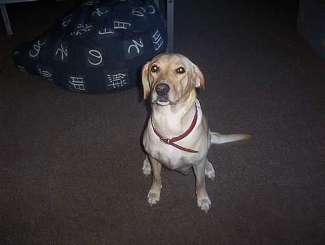 Labrador retriever Dina - Tag nu det billed mor..... billede 3