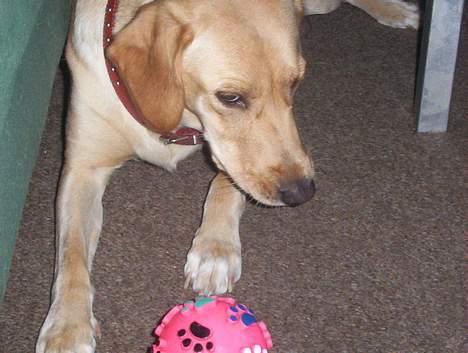 Labrador retriever Dina - Hvorfor vil i ikke lege....? billede 4