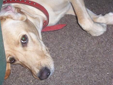 Labrador retriever Dina - Så kan jeg da også bare ligge mig ned.... billede 5